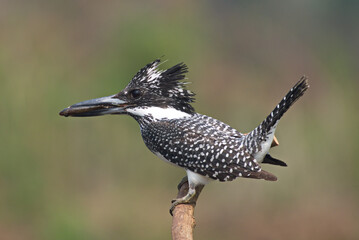 Sticker - Kingfisher of Thailand collection