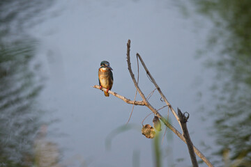 Sticker - Kingfisher of Thailand collection