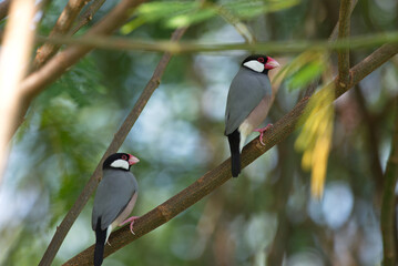 Poster - Java sparrow bird in the wild