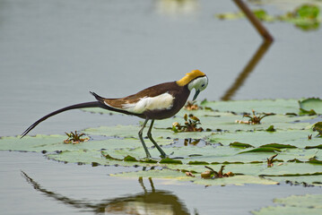 Poster - spectacular jacana birds