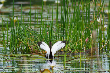 Poster - spectacular jacana birds