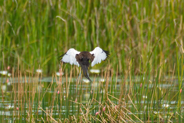 Poster - spectacular jacana birds