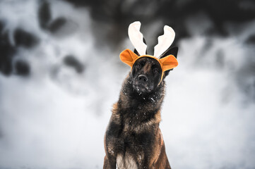 Sticker - funny belgian shepherd dog wearing antlers posing outdoors in winter