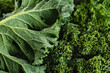 © vitals - Kale salad leaves with water drops.