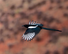 A Black-billed Magpie (Pica Hudsonia) Flashes His Black And White Plumage While In Flight.  Wyoming, USA.