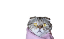 Portrait Of Tabby Cat In A Scarf Isolated On White Background.