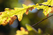 Yellow - brown oak leaves during atumn season with warm sunlight from behind. Closeup of a leaf. Blurred trees in the background.