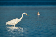 Great Egret Stands In The Water And Catches Fish