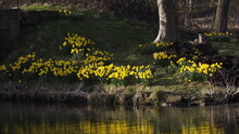 Daffodils On The Water Bank