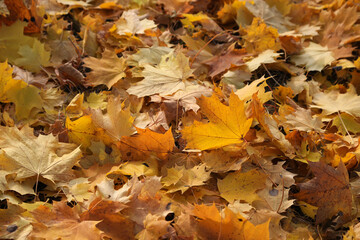 Wall Mural - autumn bright golden leaves of maple tree on the ground