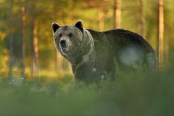 Wall Mural - big male brown bear, sunny forest in the background