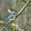 one blue tit on a tree in the winter , cold and sunny day with no people