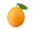 Orange isolated on the white background