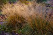 Ornamental grasses and cereals in the autumn garden: Molinia caerulea, Deschampsia cespitosa or pickerel