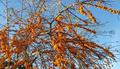 Wall Mural - sea buckthorn branch with ripe berries against the blue sky