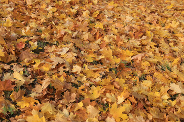 Wall Mural - autumn background from bright golden leaves of maple tree on the