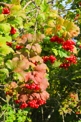 Wall Mural - branches of guelder rose or viburnum with ripe bright red berries