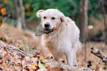 Joyka the Golden Retriever is enjoying his morning hike in the woods of Western Pennsylvania, USA. It's November but the weather is sunny and warm. The fall foliage is yellow and red and the beige dog