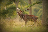 Red deer stag roaring