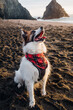 Dog in Bandana Playing at Beach During Sunset