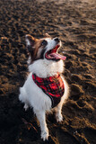 Fototapeta Konie - Dog in Bandana Playing at Beach During Sunset