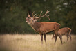 © PetrDolejsek - Red deer stag roaring