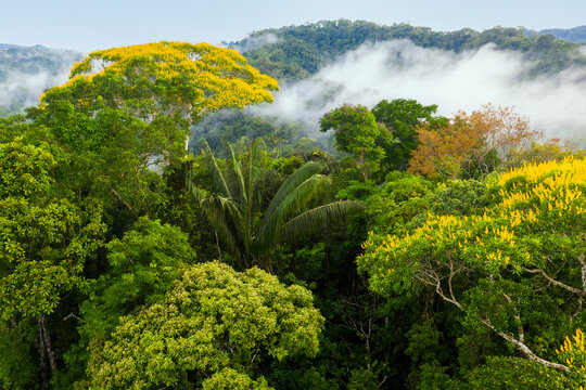 forest canopy with many different tree species, palm trees and flowering trees with yellow flowers: 
