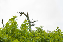 Mississippi Kite Perched On Tree Limb