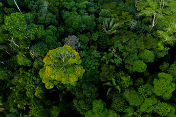 aerial top view of a tropical forest with palm trees and a tree flowering with yellow flowers sticki