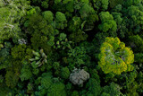 Aerial top view of tropical forest canopy with palm tree leaves, tree species and a flowering tree with yellow flowers: the diverse amazon forest seen from above