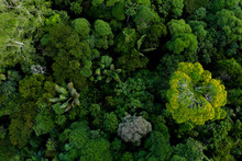 Aerial Top View Of Tropical Forest Canopy With Palm Tree Leaves, Tree Species And A Flowering Tree With Yellow Flowers: The Diverse Amazon Forest Seen From Above