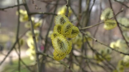 Wall Mural - Spring willow