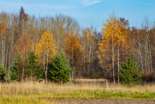 Autumn Fall Forest Background With Yellow Birch Trees And Evergreen Juniper Under The Blue Sky