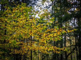 Herbstwald