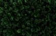 canvas print picture - Perfect natural fresh leaves pattern natural background. Dark green moody backdrop for your design. Copy space. Nature wallpaper.