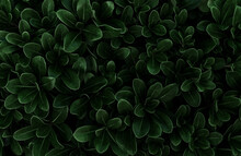 Perfect Natural Fresh Leaves Pattern Natural Background. Dark Green Moody Backdrop For Your Design. Copy Space. Nature Wallpaper.