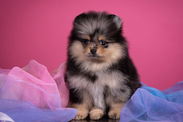 Wall Mural - Puppy pomeranian spitz cute little dog on pink background