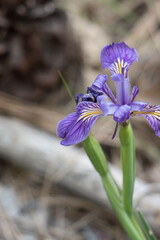 Wall Mural - Purple flowering terminal determinate cyme inflorescence of Western Mountain Blue, Iris Missouriensis, Iridaceae, native perennial deciduous herb in Barton Flats, San Bernardino Mountains, Springtime.