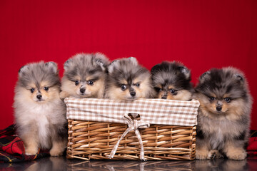 Wall Mural - Puppy pomeranian spitz cute little dog merle on red background litter together