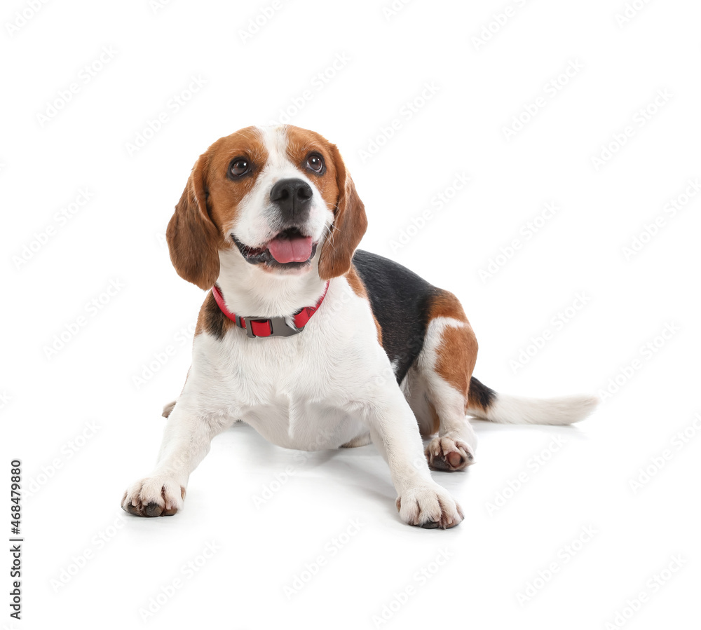 Cute Beagle dog lying on white background