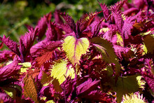 Variegated Coleus Ornamental Bush (coleus Scutellarioides) With Two Tone Crimson And Yellow Leaves