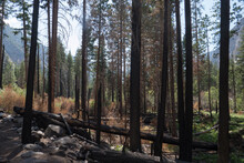 Destroyed And Burnt Trees In Forest On Hiking Path In Kings Canyon National Park