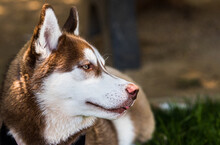 Siberian Husky Profile Face Close Up