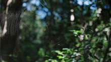 Japanese Forest On Tomogashima, Golden Orb Weaver Web