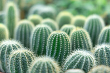Selective Focus Close-up Cactus Texture Background.