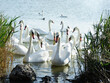 Beautiful white swans swimming near the coastline
