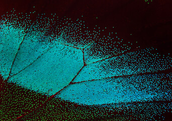 Wall Mural - Wing of the butterfly. Papilio blumei. Close up. Wing of a butterfly texture background.	