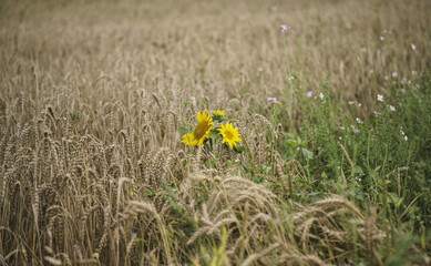 Poster - View of three small yellow sunflowers in the field on a sunny day