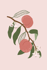 Poster - Hand drawn peach design resource vector
