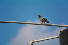 A Pigeon Sitting On A Pipe Looking Into The Sky